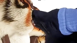 Wolf gives tiger an early christmas present - wildlife